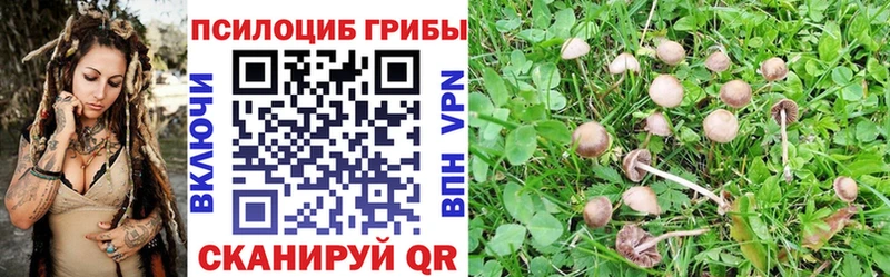 нарко площадка формула  Новозыбков  Псилоцибиновые грибы Magic Shrooms 